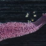 What\’s the Worst Fad Diet Ever?