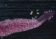 What\’s the Worst Fad Diet Ever?