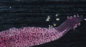 What\’s the Worst Fad Diet Ever?