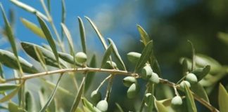 Olive the Benefits