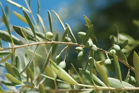 Olive the Benefits
