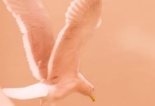 The Sounds of Silence