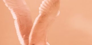 The Sounds of Silence