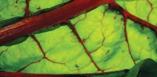 Untangling the Yo-Yo