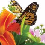 A Better Bouquet of Blooming Organics