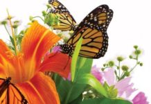 A Better Bouquet of Blooming Organics