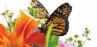 A Better Bouquet of Blooming Organics