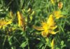 St. John's Wort