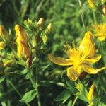 St. John's Wort