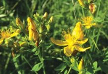 St. John's Wort