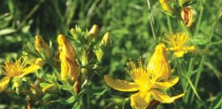 St. John's Wort