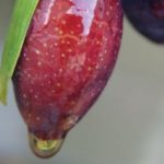 Eating à la Italia for Joint Wellness