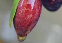 Eating à la Italia for Joint Wellness