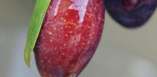 Eating à la Italia for Joint Wellness