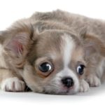 Welcoming Home Fido and Fluffy