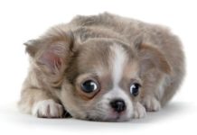 Welcoming Home Fido and Fluffy