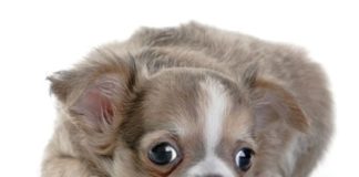 Welcoming Home Fido and Fluffy