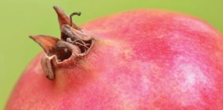 Fear Not the Pomegranate