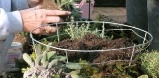 Homegrown Savoury and Sweet