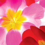 The Lessons of Spring