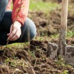 Creating a Low-Allergen Garden
