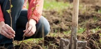 Creating a Low-Allergen Garden