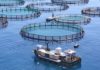 Another reason to avoid farmed fish