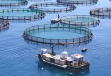 Another reason to avoid farmed fish