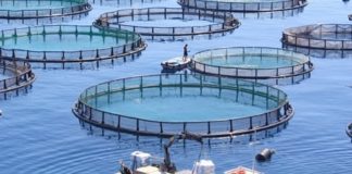 Another reason to avoid farmed fish