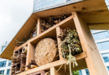 Bee hotels? Whatever next!