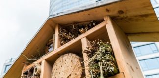 Bee hotels? Whatever next!