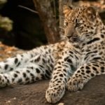Wildlife Wednesday: Amur Leopard