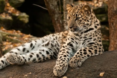 Wildlife Wednesday: Amur Leopard
