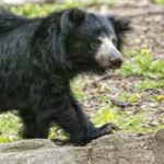 Wildlife Wednesday: Sloth Bears