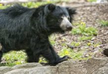 Wildlife Wednesday: Sloth Bears
