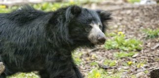 Wildlife Wednesday: Sloth Bears