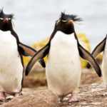 Wildlife Wednesday: Rockhopper Penguin