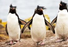 Wildlife Wednesday: Rockhopper Penguin