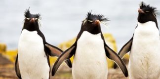 Wildlife Wednesday: Rockhopper Penguin