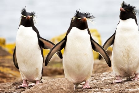 Wildlife Wednesday: Rockhopper Penguin
