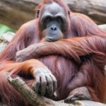 Wildlife Wednesday: Sumatran Orangutan
