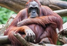 Wildlife Wednesday: Sumatran Orangutan