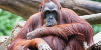 Wildlife Wednesday: Sumatran Orangutan