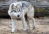 Wildlife Wednesday: Grey Wolf