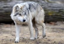 Wildlife Wednesday: Grey Wolf