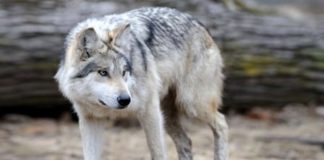 Wildlife Wednesday: Grey Wolf