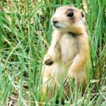 Wildlife Wednesday: Utah Prairie Dog