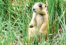 Wildlife Wednesday: Utah Prairie Dog
