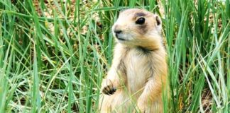Wildlife Wednesday: Utah Prairie Dog