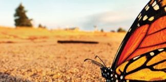 Where Have All the Monarchs Gone?